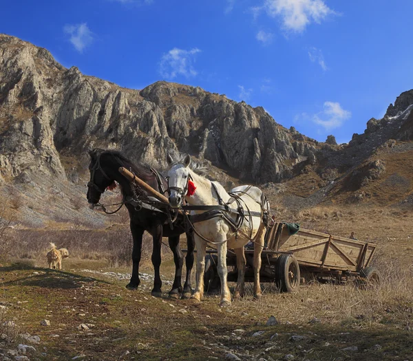 Koně a hory — Stock fotografie