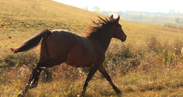 Prowadzenie konia — Zdjęcie stockowe