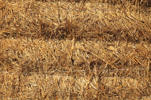 stock image Hay texture