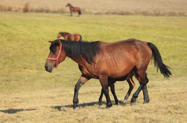 O cavalo — Fotografia de Stock