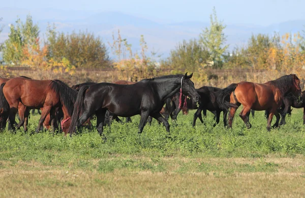 Herd Of Horses — Stock Photo, Image
