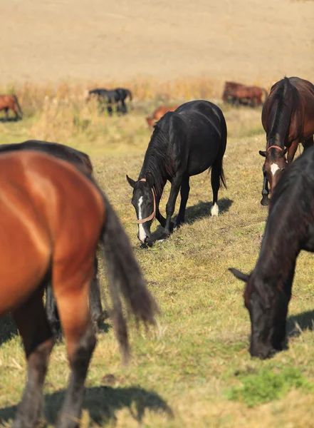 馬の群れ — ストック写真