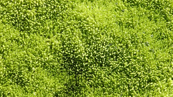 Wet moss texture — Stock Photo, Image