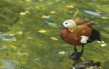 Angut (Tadorna ferruginea)