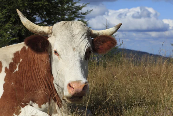 Ritratto di una mucca — Foto Stock