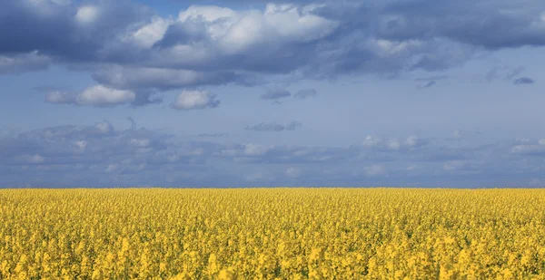 Canola field and cloudy sky — Stock Photo, Image