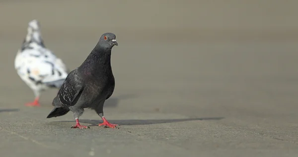 비둘기 걷기 — 스톡 사진