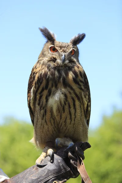 The Owl — Stock Photo, Image