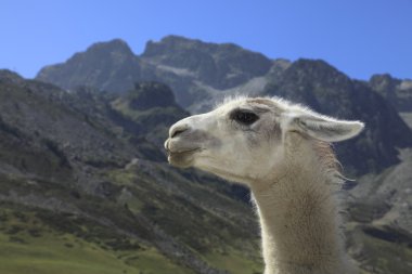 Lama profile and Pyrenees Mountains clipart