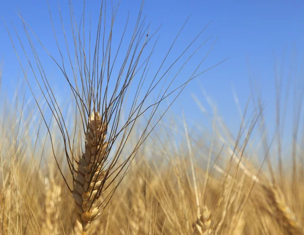 Пшенична сфера — стокове фото