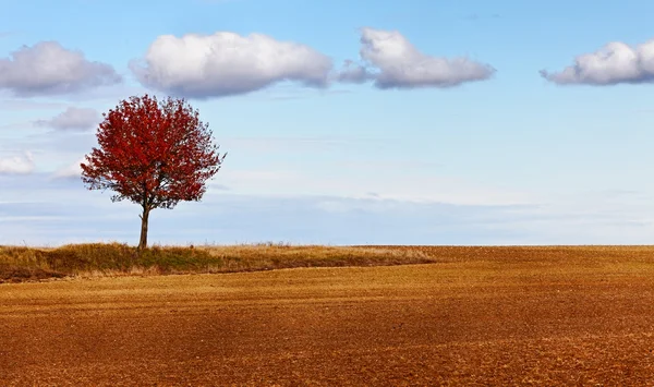 Autumn solitude — Stock Photo, Image