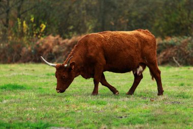 Brown cattle clipart