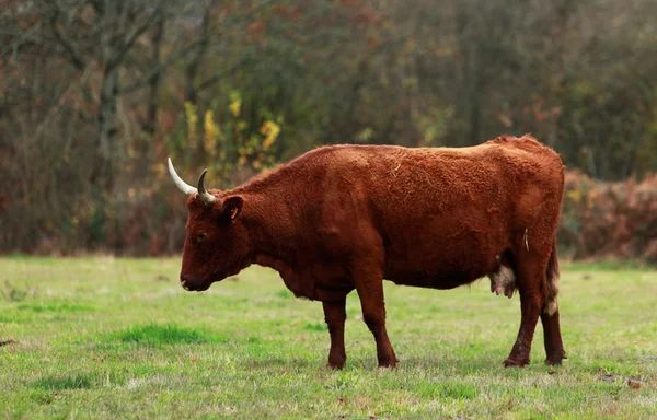 Brązowy bydła — Zdjęcie stockowe