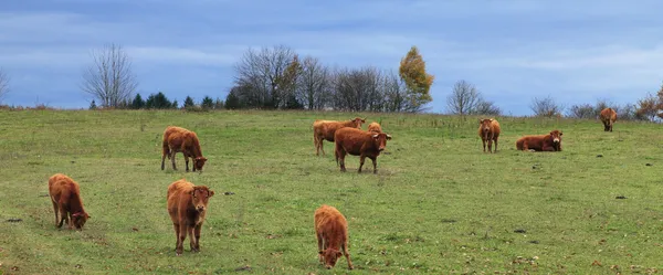 Herd of cattles — Stock Photo, Image