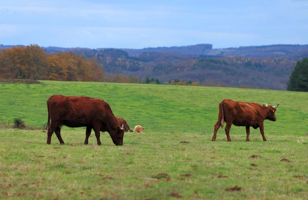 Bruin cattles — Stockfoto