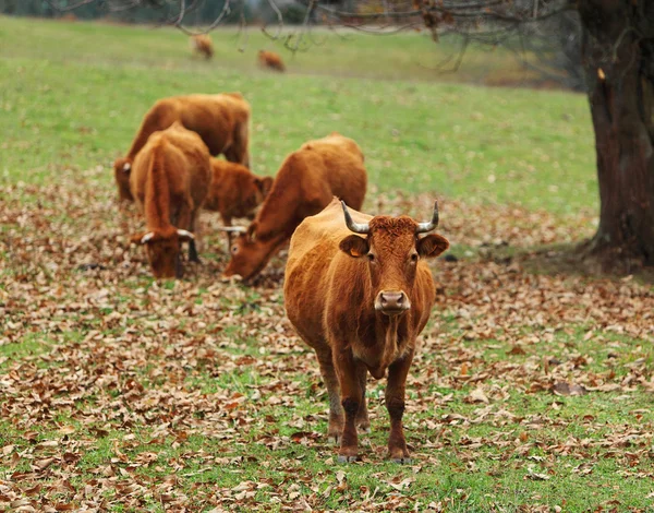 Cattles — Fotografia de Stock