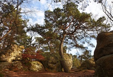 The forest of Fontainebleau clipart