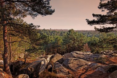 fontainebleau orman