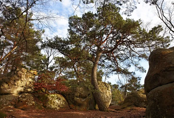 The forest of Fontainebleau — Stock Photo, Image