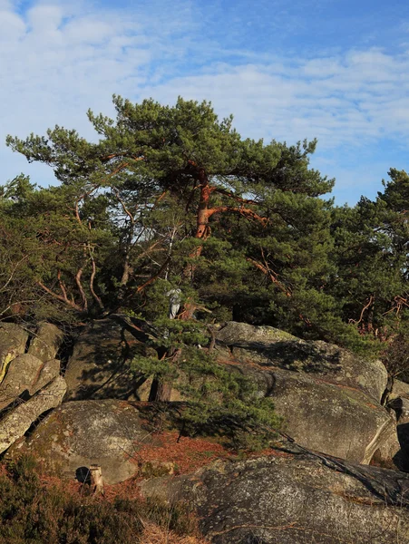 A floresta de Fontainebleau — Fotografia de Stock