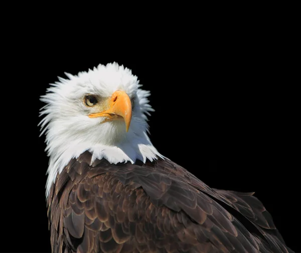 Bald eagle — Stock Photo, Image