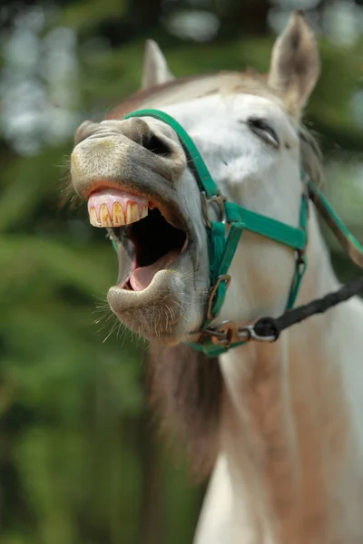 Horse yawning — Stock Photo, Image