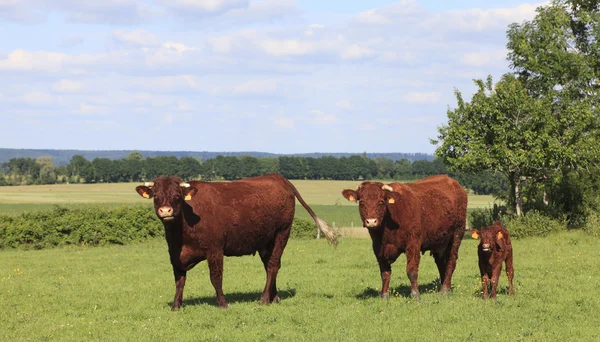 Vacas castanhas em Normandia — Fotografia de Stock