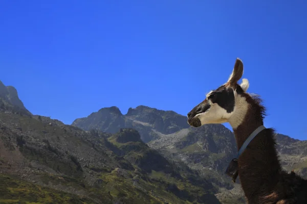 Лама профіль і Піренеїв гори — стокове фото