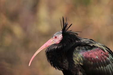 Profile of a Northern Bald Ibis clipart
