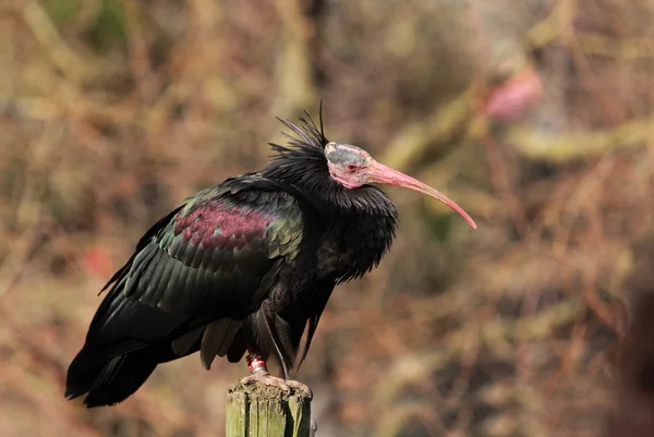 Norte careca ibis — Fotografia de Stock