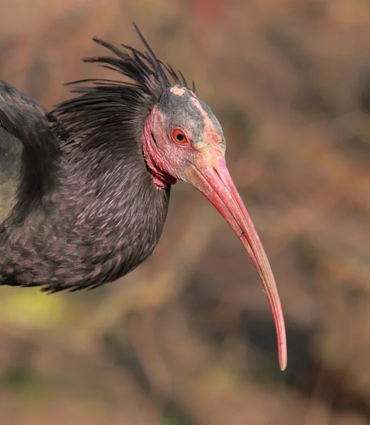 Porträtt av en norra bald ibis — Stockfoto
