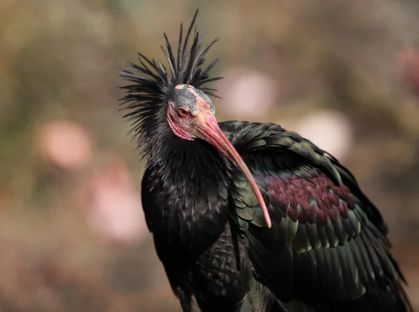 Portrét severní plešatý ibis — Stock fotografie