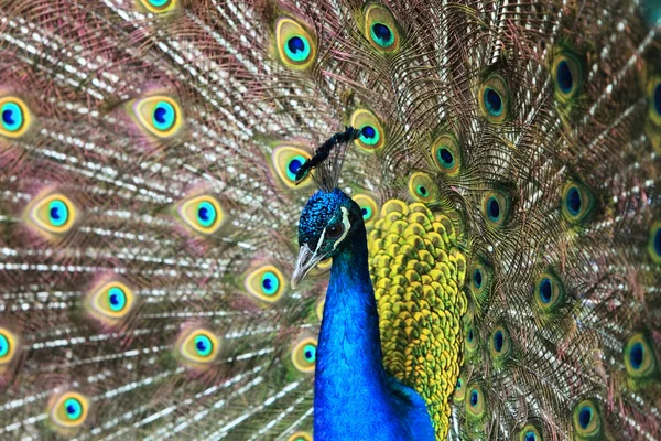 Portrait of a beautiful peacock — Stock Photo, Image
