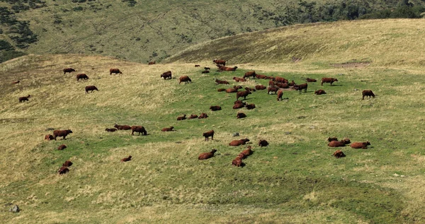 Cattles — стокове фото