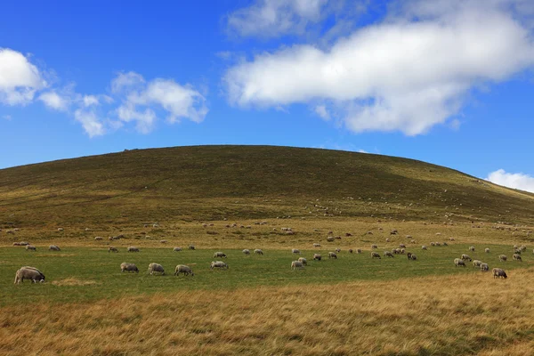 Herd of sheeps — Stock Photo, Image