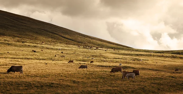Стадо скота на закате — стоковое фото