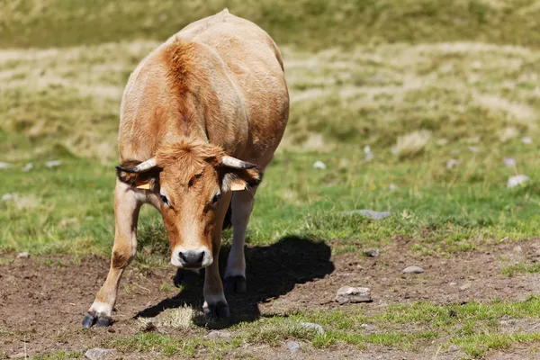 Bull in the field — Stock Photo, Image