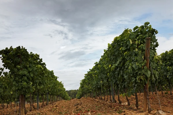 stock image Vineyard