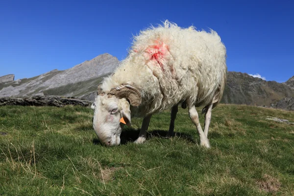 Ram en los Pirineos —  Fotos de Stock