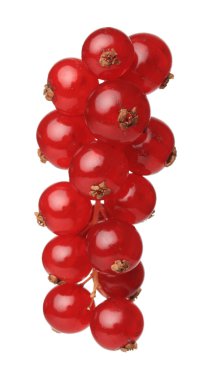 Redcurrants clipart