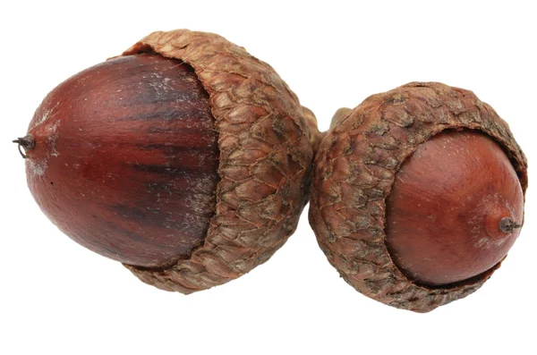 İkiz acorns — Stok fotoğraf