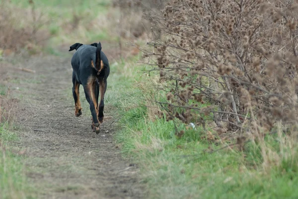 검은 개 산책 — 스톡 사진