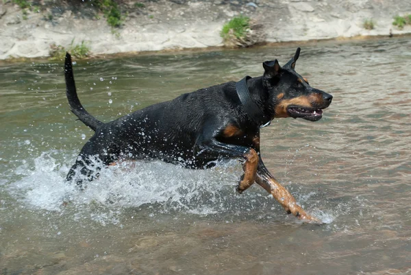 Доберман бежит по воде — стоковое фото