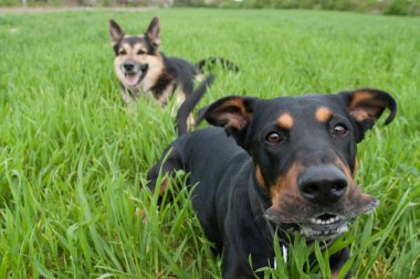 Doberman barking