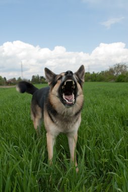 Seni uyarıyorum köpek