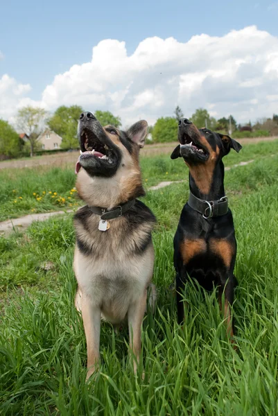 Tow honden training buiten — Stockfoto