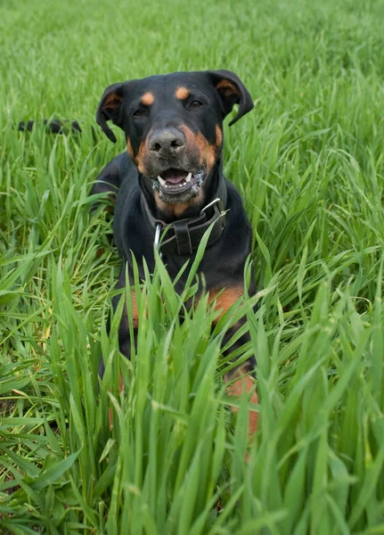 Szczekanie doberman leży na trawniku — Zdjęcie stockowe