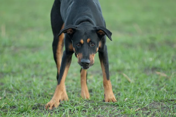 Kamera seyir siyah köpek — Stok fotoğraf