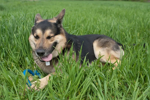 En hund som leker med en leksak — Stockfoto