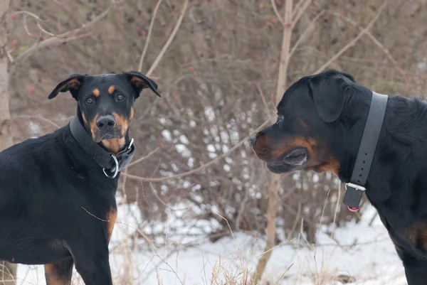 Rottweiler ile oynarken bir doberman — Stok fotoğraf
